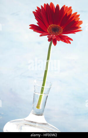 Red Gerber Daisy (Gerbera) in un vaso di vetro Foto Stock