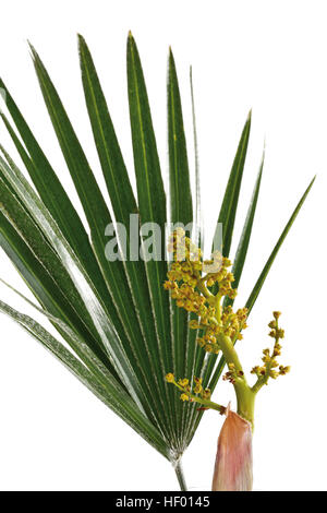 Ventola Europeo Palm o ventola Mediterraneo Palm (Chamaerops humilis), Blossom Foto Stock