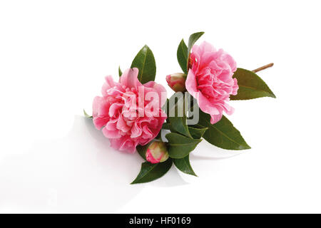 Japanese Camellia (Camellia japonica) Foto Stock