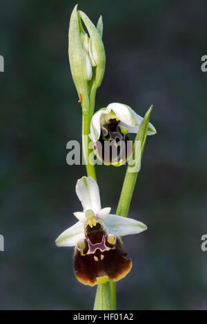 Fine di spider-ORCHIDEA (Ophrys fuciflora), Veneto, Italia Foto Stock