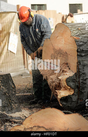 Robin Wood attivisti ambientali sono stati rimossi da un 300-anno-vecchio albero che è stato tagliato verso il basso al fine di costruire un nuovo bridge Foto Stock