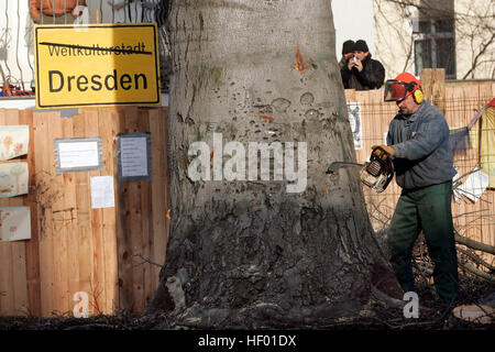 Robin Wood attivisti ambientali sono stati rimossi da un 300-anno-vecchio albero che è stato tagliato verso il basso al fine di costruire un nuovo bridge Foto Stock