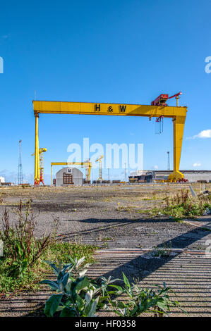 Sansone e Golia. Twin costruzione navale Gantry cranes in Titanic Quarter, famoso punto di riferimento di Belfast. Foto Stock