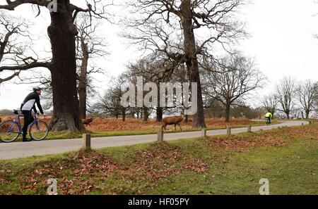 Londra, Regno Unito. 24 dicembre, 2016. Foto scattata a Dic. 24, 2016 mostra cervi in Richmond Park, Londra, Gran Bretagna. Richmond Park, il più grande parco reale di Londra copre un area di 2.500 ettari, è anche una riserva naturale nazionale e il Deer Park con 630 Rosso e daini girano liberamente. © Han Yan/Xinhua/Alamy Live News Foto Stock