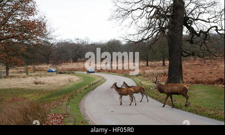 Londra, Regno Unito. 24 dicembre, 2016. Foto scattata a Dic. 24, 2016 mostra cervi in Richmond Park, Londra, Gran Bretagna. Richmond Park, il più grande parco reale di Londra copre un area di 2.500 ettari, è anche una riserva naturale nazionale e il Deer Park con 630 Rosso e daini girano liberamente. © Han Yan/Xinhua/Alamy Live News Foto Stock