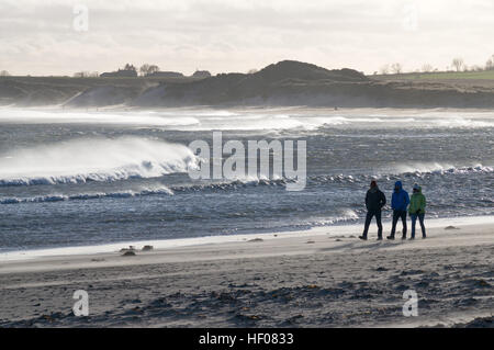 Alnmouth, UK. 25 Dic, 2016. Il sole ha portato gli escursionisti sulla spiaggia nella Alnmouth Northumberland il giorno di Natale, ma i forti venti soffiarono tempeste di sabbia e spume sopra le onde. Credito: Washington Imaging/Alamy Live News Foto Stock