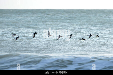 Oystercatchers volando sopra un mare invernale nel Sussex Foto Stock