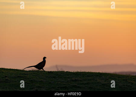 Sunrise e silhouette di un fagiano su una farm di Flintshire vicino al villaggio di Rhosesmor, Wales, Regno Unito Foto Stock