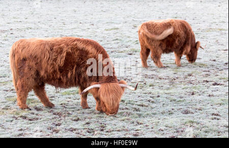 Highland bestiame cornuto in un campo congelato a causa dura per tutta la notte il gelo nelle zone rurali Flintshire, Galles del Nord, Regno Unito Foto Stock