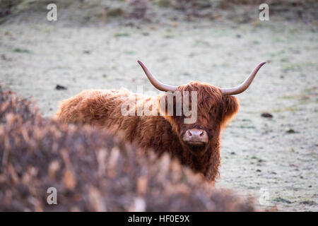 Highland bestiame cornuto in un campo congelato a causa dura per tutta la notte il gelo nelle zone rurali Flintshire, Galles del Nord, Regno Unito Foto Stock