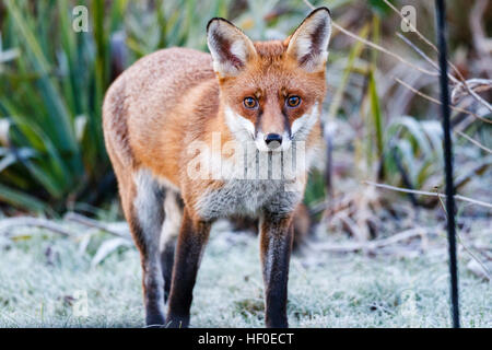 Il 27 dicembre 2016. Regno Unito meteo. Un Rosso volpe (vulpes vulpes) va in cerca di cibo in un gelo giardino coperto in East Sussex, UK Credit: Ed Brown/Alamy Live News Foto Stock