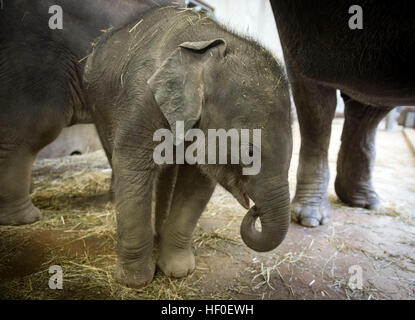 Praga, Repubblica Ceca. 27 Dic, 2016. Battesimo del vitello di elefante che era nato a inizio ottobre, Valle di elefante padiglione nel giardino zoologico di Praga, Repubblica Ceca, Martedì, Dicembre 27, 2016. © Katerina Sulova/CTK foto/Alamy Live News Foto Stock