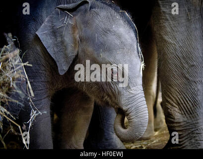 Praga, Repubblica Ceca. 27 Dic, 2016. Battesimo del vitello di elefante che era nato a inizio ottobre, Valle di elefante padiglione nel giardino zoologico di Praga, Repubblica Ceca, Martedì, Dicembre 27, 2016. © Katerina Sulova/CTK foto/Alamy Live News Foto Stock