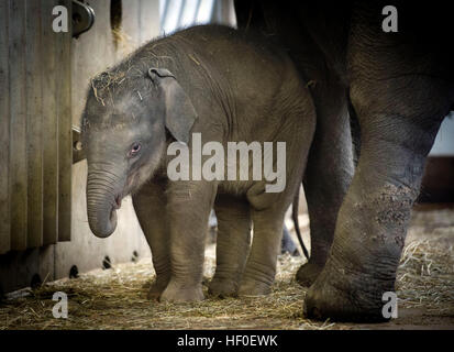 Praga, Repubblica Ceca. 27 Dic, 2016. Battesimo del vitello di elefante che era nato a inizio ottobre, Valle di elefante padiglione nel giardino zoologico di Praga, Repubblica Ceca, Martedì, Dicembre 27, 2016. © Katerina Sulova/CTK foto/Alamy Live News Foto Stock