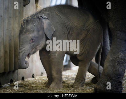 Praga, Repubblica Ceca. 27 Dic, 2016. Battesimo del vitello di elefante che era nato a inizio ottobre, Valle di elefante padiglione nel giardino zoologico di Praga, Repubblica Ceca, Martedì, Dicembre 27, 2016. © Katerina Sulova/CTK foto/Alamy Live News Foto Stock