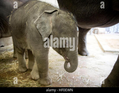 Praga, Repubblica Ceca. 27 Dic, 2016. Battesimo del vitello di elefante che era nato a inizio ottobre, Valle di elefante padiglione nel giardino zoologico di Praga, Repubblica Ceca, Martedì, Dicembre 27, 2016. © Katerina Sulova/CTK foto/Alamy Live News Foto Stock