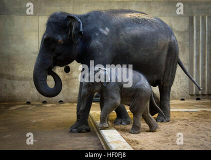 Praga, Repubblica Ceca. 27 Dic, 2016. Battesimo del vitello di elefante che era nato a inizio ottobre, Valle di elefante padiglione nel giardino zoologico di Praga, Repubblica Ceca, Martedì, Dicembre 27, 2016. Nella foto con sua madre Tamara. © Katerina Sulova/CTK foto/Alamy Live News Foto Stock