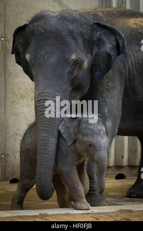Praga, Repubblica Ceca. 27 Dic, 2016. Battesimo del vitello di elefante che era nato a inizio ottobre, Valle di elefante padiglione nel giardino zoologico di Praga, Repubblica Ceca, Martedì, Dicembre 27, 2016. Nella foto con sua madre Tamara. © Katerina Sulova/CTK foto/Alamy Live News Foto Stock