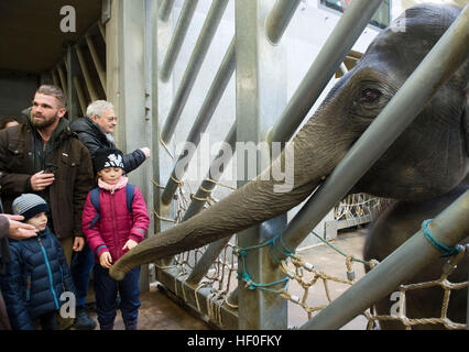 Praga, Repubblica Ceca. 27 Dic, 2016. Battesimo del vitello di elefante (non in foto) che era nato a inizio ottobre, Valle di elefante padiglione nel giardino zoologico di Praga, Repubblica Ceca, Martedì, Dicembre 27, 2016. © Katerina Sulova/CTK foto/Alamy Live News Foto Stock
