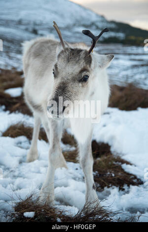 Sei mesi di vitello di renne nella neve al centro di renne a Aviemore, Cairngorms, Scozia. Foto Stock