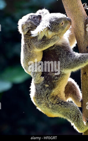 In Guangzhou, la Cina della provincia di Guangdong. 27 Dic, 2016. I Koala sono visti al Chimelong Safari Park a Guangzhou, la capitale del sud della Cina di Provincia di Guangdong, Dic 27, 2016. © Chen Haining/Xinhua/Alamy Live News Foto Stock