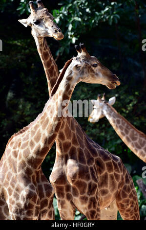 In Guangzhou, la Cina della provincia di Guangdong. 27 Dic, 2016. Le giraffe sono visti al Chimelong Safari Park a Guangzhou, la capitale del sud della Cina di Provincia di Guangdong, Dic 27, 2016. © Chen Haining/Xinhua/Alamy Live News Foto Stock