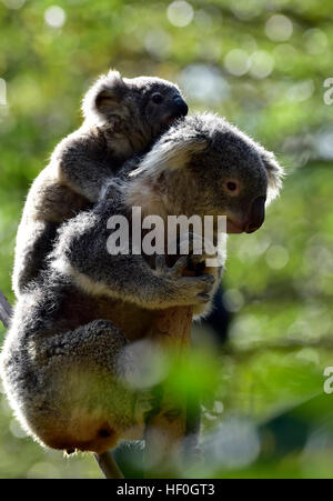 In Guangzhou, la Cina della provincia di Guangdong. 27 Dic, 2016. I Koala sono visti al Chimelong Safari Park a Guangzhou, la capitale del sud della Cina di Provincia di Guangdong, Dic 27, 2016. © Chen Haining/Xinhua/Alamy Live News Foto Stock