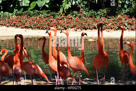 In Guangzhou, la Cina della provincia di Guangdong. 27 Dic, 2016. Il fenicottero rosa sono visti al Chimelong Safari Park a Guangzhou, la capitale del sud della Cina di Provincia di Guangdong, Dic 27, 2016. © Chen Haining/Xinhua/Alamy Live News Foto Stock