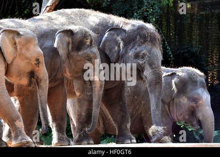 In Guangzhou, la Cina della provincia di Guangdong. 27 Dic, 2016. Gli elefanti sono visti al Chimelong Safari Park a Guangzhou, la capitale del sud della Cina di Provincia di Guangdong, Dic 27, 2016. © Chen Haining/Xinhua/Alamy Live News Foto Stock