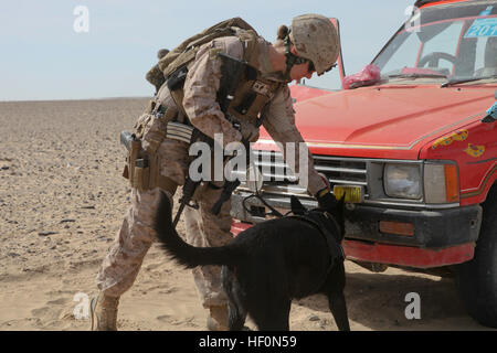 Stati Uniti Lancia Marine Cpl. Johanna Robbins, un gestore del cane con la polizia militare Azienda ho Marine forza expeditionary (avanti), conduce una ricerca del veicolo con la CPL. Roy, un militare di cane da lavoro, come una parte di un impianto di interdizione della missione con l esercito nazionale afghano soldati con la polizia militare Tolay, 1° Brigata, 215th Corps qui, Feb. 8. Soldati afgani cercato sospettoso veicoli e persone per traffico di stupefacenti, di armi e di esplosivi improvvisati componenti della periferica durante questa operazione in scarsamente popolata regione desertica a sud del distretto di Marjah, a ovest del fiume Helmand. Militare cani di lavoro pl Foto Stock