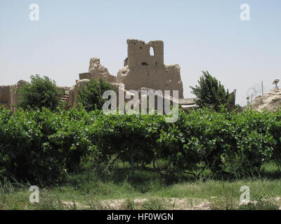 Un piccolo vigneto cresce dentro le mura di combattimento avamposto castello, un ex castello del XII secolo in REG-e Khan Neshin, provincia di Helmand, Afghanistan, 11 giugno 2012. COP castello è la base operativa per gli Stati Uniti Marines con luce 3D ricognizione corazzato battaglione, Polizia nazionale afgana con il distretto di funzionamento del Centro di coordinamento e di frontiera afgana polizia. I comandanti di visitare il Castello di COP 120611-M-HV261-029 Foto Stock