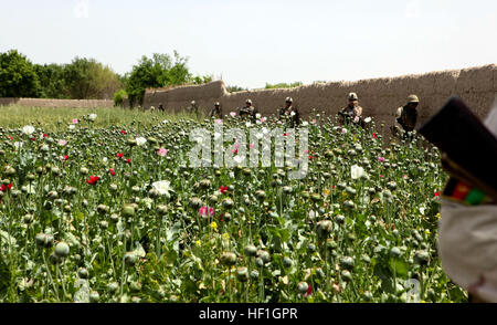 PATROL BASE SHARK, provincia di Helmand, Repubblica Islamica dell'Afghanistan - Marines e l esercito nazionale afgano pattuglia di soldati attraverso terreni coltivati al di fuori della base di recente. Dietro il piccolo campo di papavero nella parte anteriore della foto è un campo di grano. I contadini locali sono sempre di più e più del frumento come una alternativa alla coltivazione del papavero illegale. Afghanistan - provincia di Helmand, campi di papavero 6 Foto Stock