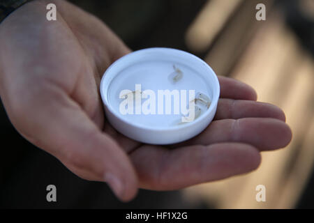 Un Marine detiene un cappuccio con il defunto fairy shrimp mentre impara più circa le specie in via di estinzione a bordo Marine Corps Air Station Miramar, California, 22 genn. Il gambero rimanere dormienti in terra quando non vi è acqua, talvolta per anni in attesa di un pool per riempire al di sopra di loro così può covare le loro uova. Fiori, uccelli o gamberetti, aria stazione offre un rifugio sicuro 140123-M-EG514-007 Foto Stock