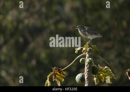 Airone di stagno su un albero di papaia in Hebbal Lago Foto Stock