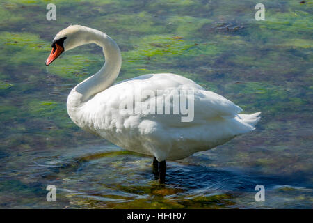 Cigno graffiare Foto Stock