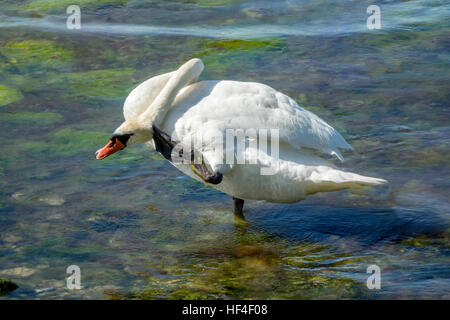 Cigno graffiare Foto Stock