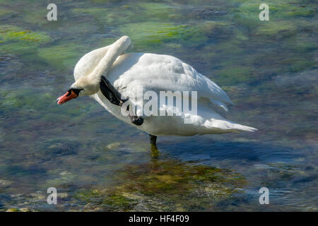 Cigno graffiare indietro della testa Foto Stock