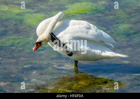 Cigno graffiare it self Foto Stock