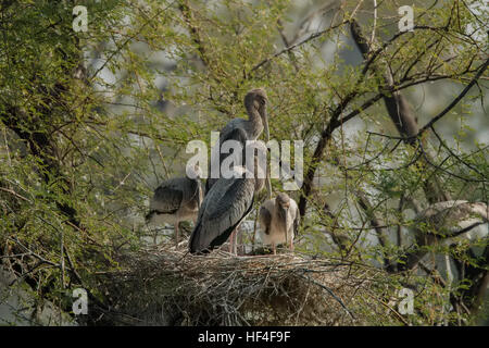 Dipinto di Stork (Mycteria leucocephala) bambino seduto su un nido nel Parco Nazionale di Keoladeo o Keoladeo Ghana Parco Nazionale Foto Stock