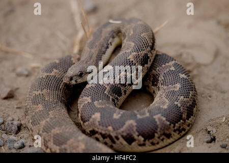 Rough-sabbia scalato boa (Eryx conicus) isolato su sfondo sabbia. Foto Stock