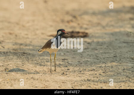 Rosso-wattled Pavoncella Foto Stock