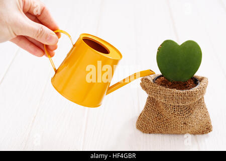 Piante verdi in vaso con mano azienda annaffiatoio bianco sul tavolo di legno Foto Stock