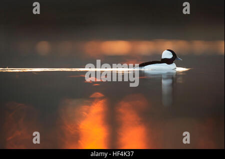 Un maschio di anatra Bufflehead nuotate lungo sull'acqua calma come il sole che sorge dietro di esso. Foto Stock