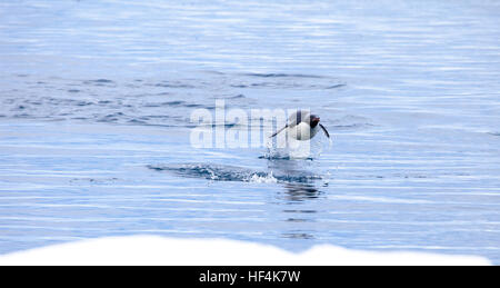 Un Adelie penguin salta fuori dall'acqua. Porpoising è molto più efficiente e veloce per viaggiare versus semplicemente nuoto attraverso l'acqua. Antarc Foto Stock