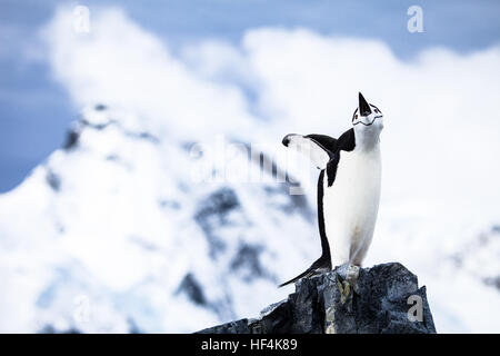 Un pinguino Chinstrap trumpts a voce alta. L'Antartide. Foto Stock