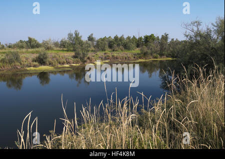 Delta del Po parco naturale, provincia di Rovigo, regione Veneto, Italia Foto Stock