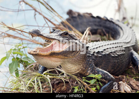 Il coccodrillo americano crogiolarsi con la bocca aperta Foto Stock