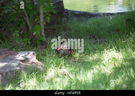 Rosso-fatturati teal anatre in distanza Foto Stock