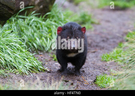 Captive diavolo della Tasmania (sarcophilus harrisii) in piedi Foto Stock