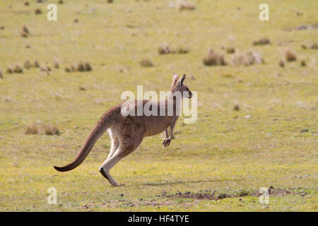 Orientale canguro grigio (macropus giganteus) è anche noto come il grande grigio Canguro e il boscaiolo kangaroo Foto Stock